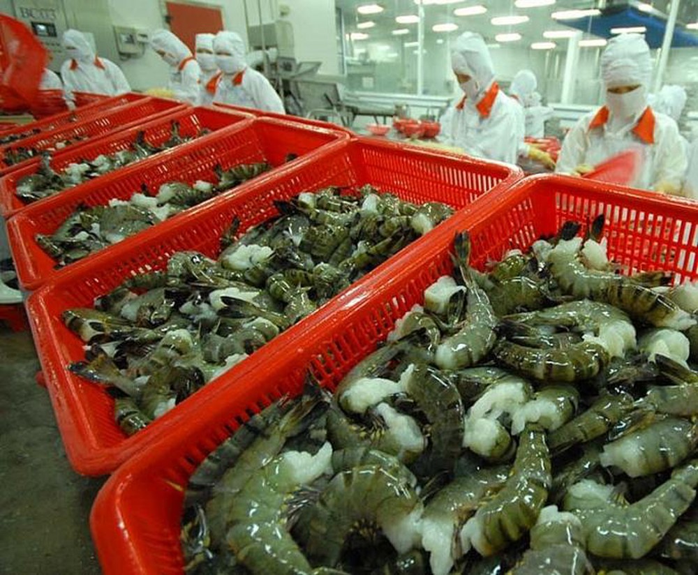 Opportunités considérables pour les exportations nationales de crevettes vers l UE